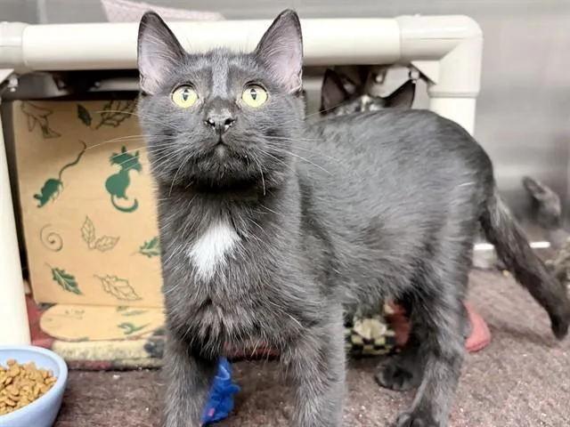 A baby small-sized male Domestic Short Hair cat named Colbolt for adoption in Ames, IA
