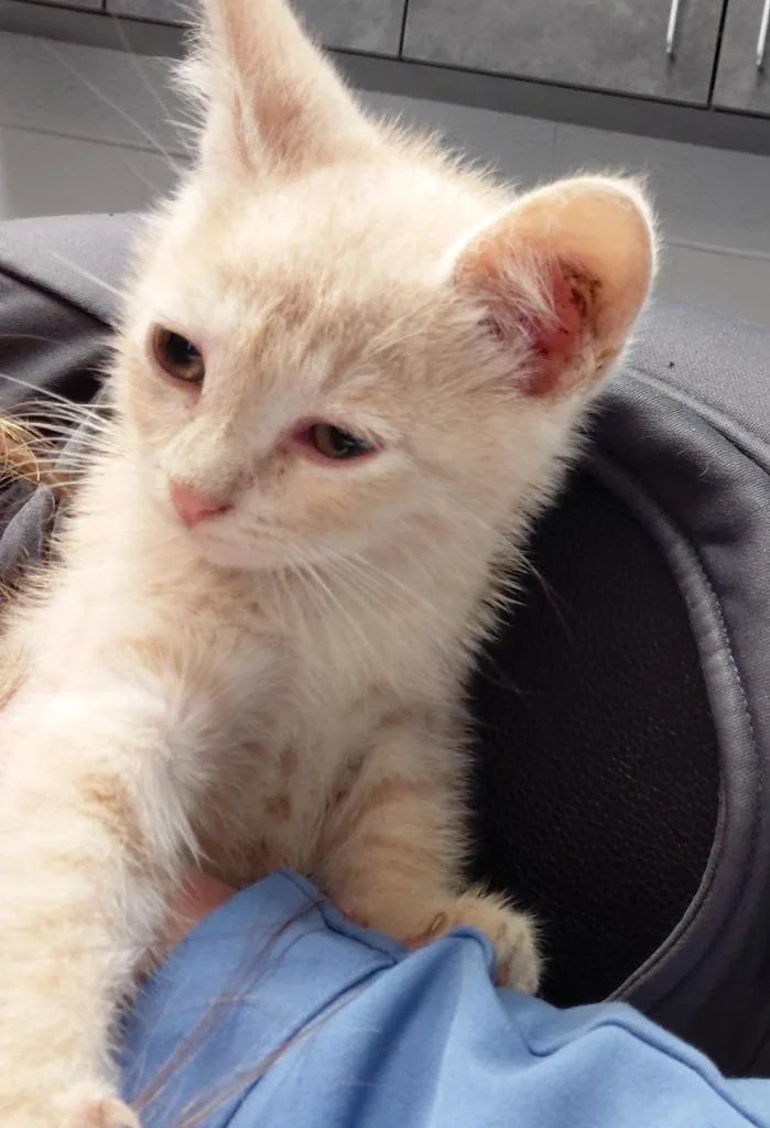A baby small-sized male Domestic Short Hair cat named Kade for adoption in Henderson, NC