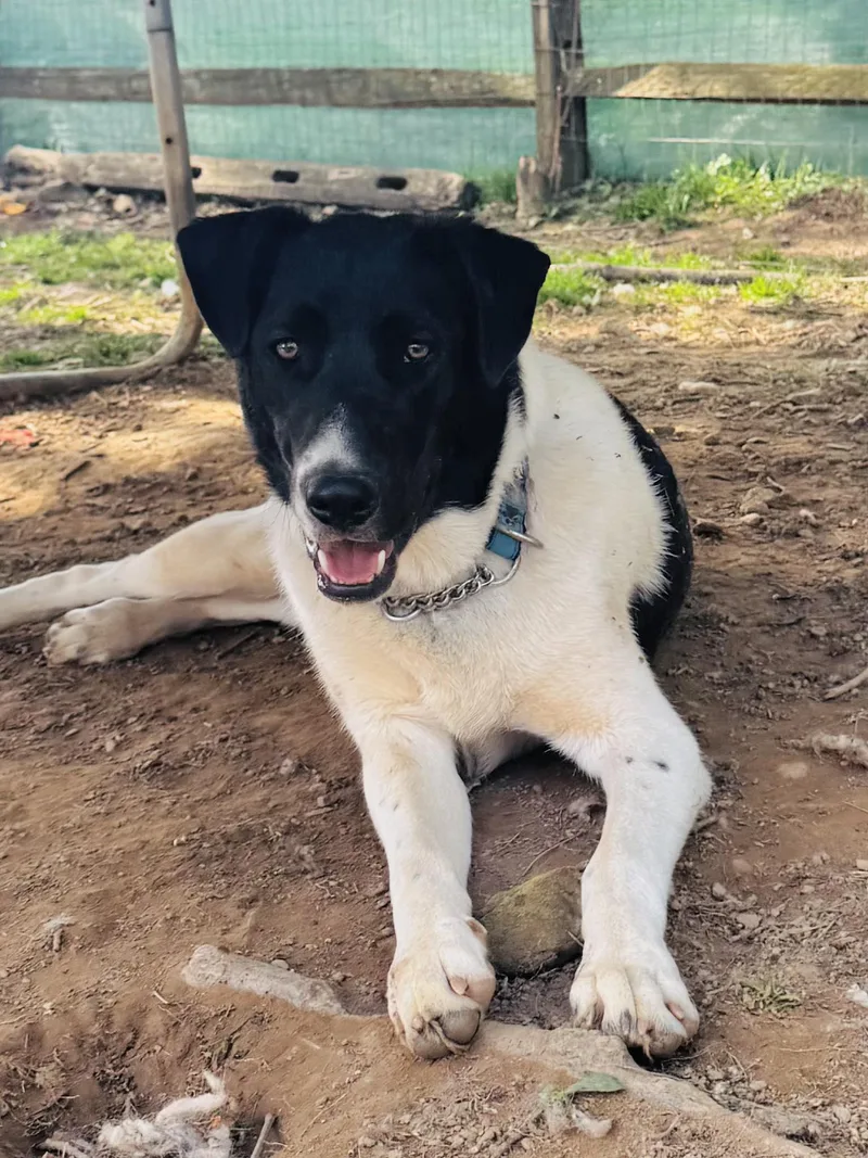A young large-sized male Mixed Breed dog named Armageddon for adoption in Salisbury, MD