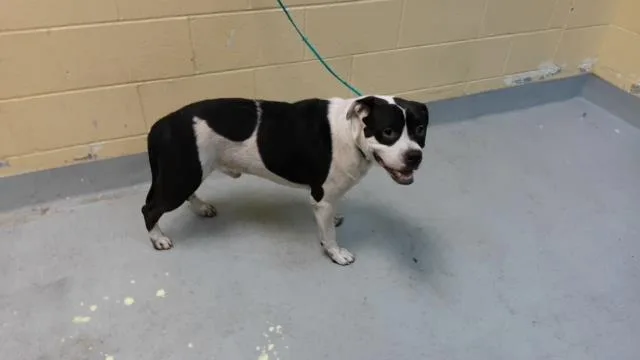 A young medium-sized male Pit Bull Terrier dog named Milo for adoption in Tulsa, OK