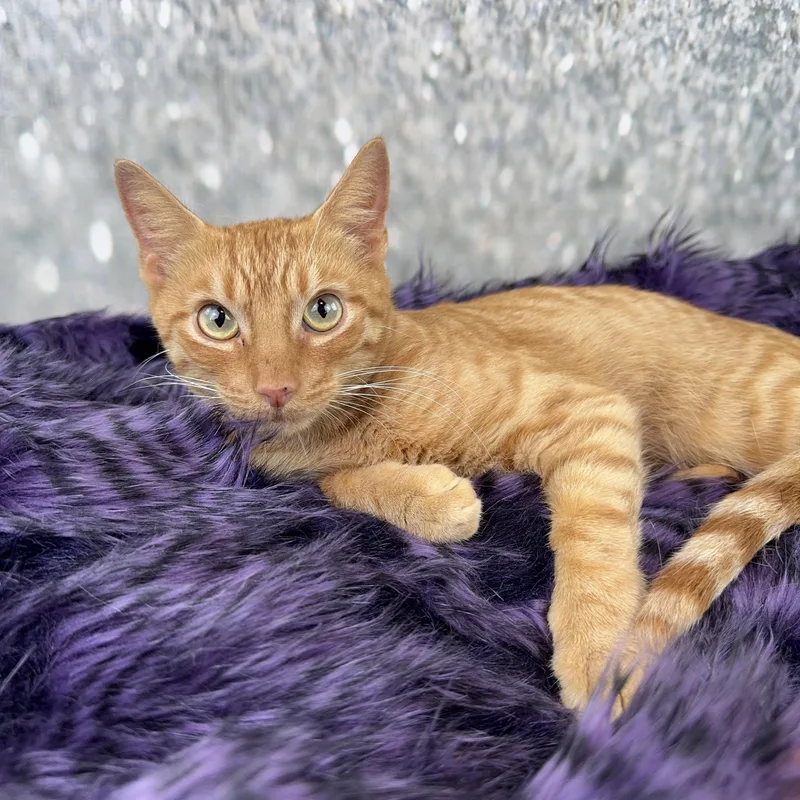 A baby small-sized male Orange / Red Domestic Short Hair cat named Cameron for adoption in Houston, TX