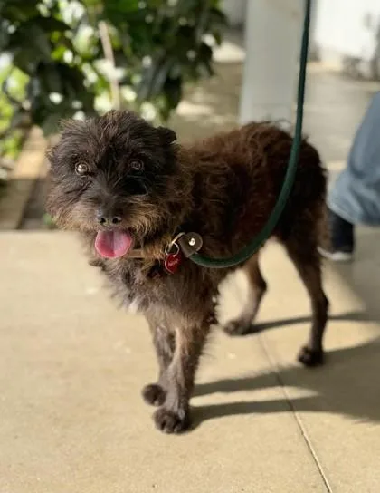 A senior medium-sized male Terrier dog named Tojo for adoption in Honolulu, HI