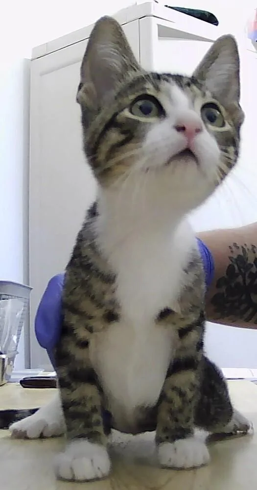 A baby small-sized female Domestic Short Hair cat named Colette for adoption in Anoka, MN