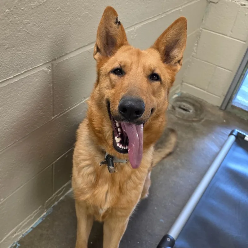 An adult small-sized female Red / Chestnut / Orange German Shepherd Dog dog named Tulip for adoption in Easton, PA