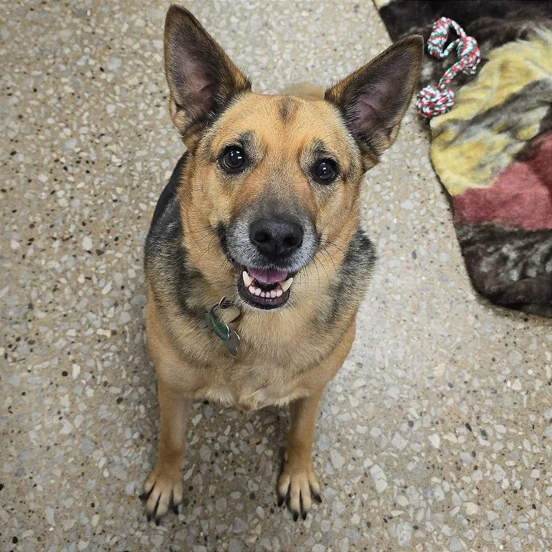 An adult medium-sized male German Shepherd Dog dog named Prince Tommy for adoption in Milan, IL