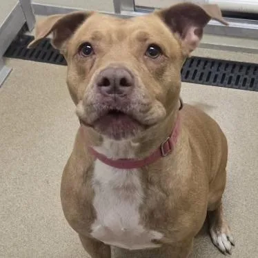 An adult large-sized female Yellow / Tan / Blond / Fawn Mixed Breed dog named Rhoney for adoption in Salt Lake City, UT