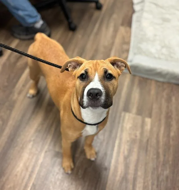 A baby medium-sized female Shepherd dog named Mila for adoption in San Diego, CA