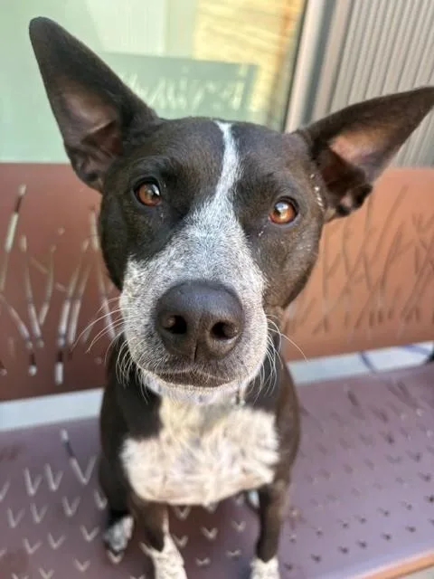 An adult medium-sized female Australian Cattle Dog / Blue Heeler dog named Lucy Muffin for adoption in Brighton, CO