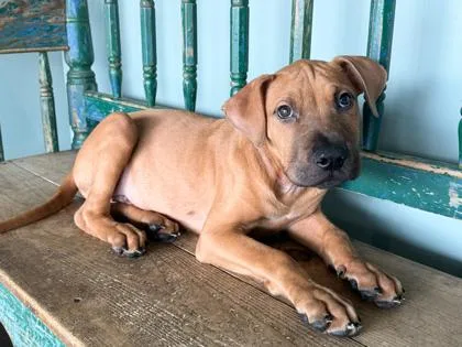 A baby small-sized male Black Mouth Cur dog named Sonny for adoption in San Antonio, TX
