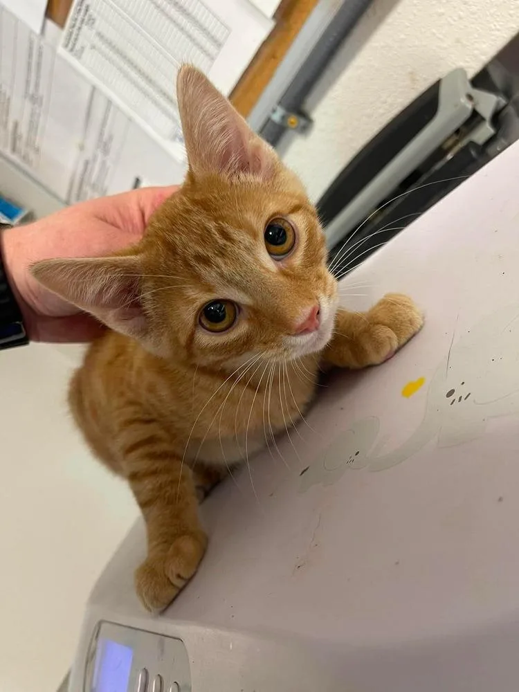 A baby small-sized male Domestic Short Hair cat named Silly for adoption in Bolivar, MO