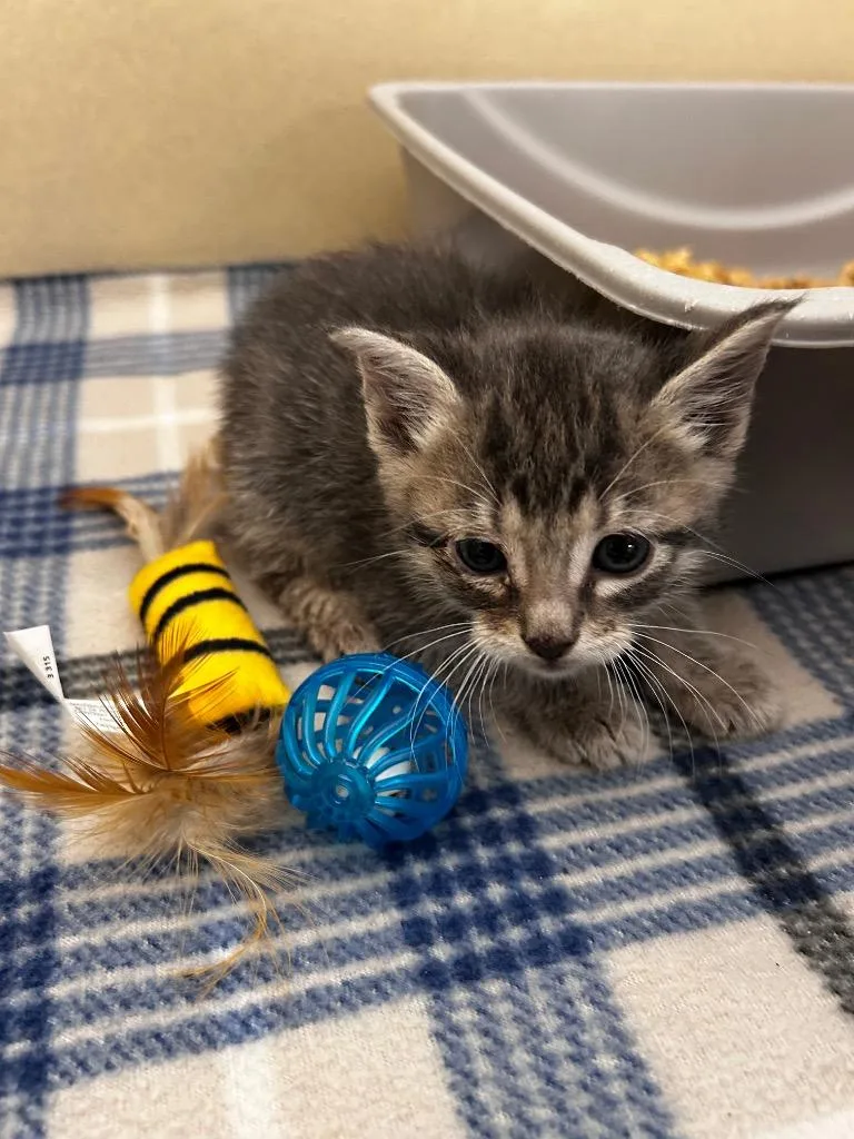 A baby small-sized male Domestic Medium Hair cat named Grommit for adoption in Gautier, MS