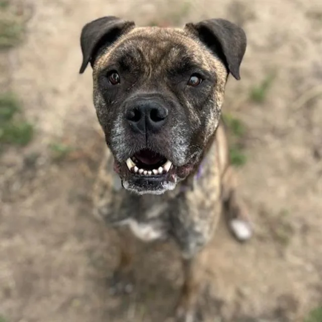 Koda