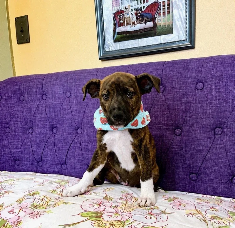 A baby large-sized female Terrier dog named Breeze Lonestar for adoption in Rockaway, NJ