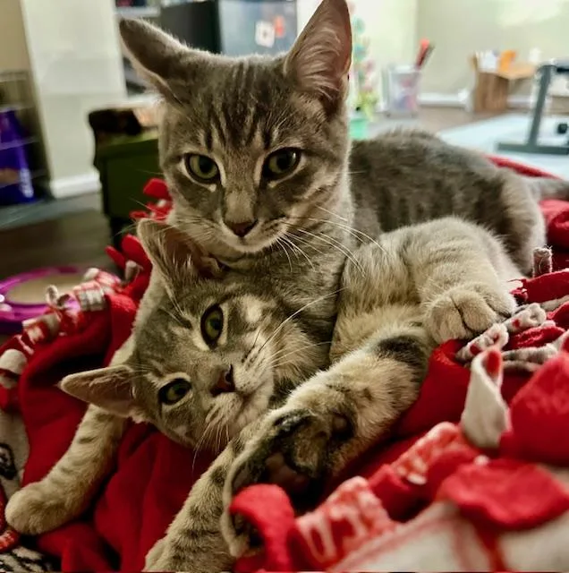 Teddy And Rocky thumbnail 3