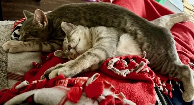 Teddy And Rocky thumbnail 4