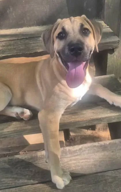 An adult medium-sized male Apricot / Beige Mixed Breed dog named Drake for adoption in Lansing, MI