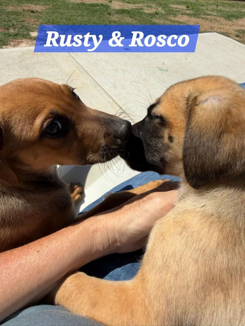 Roscoe