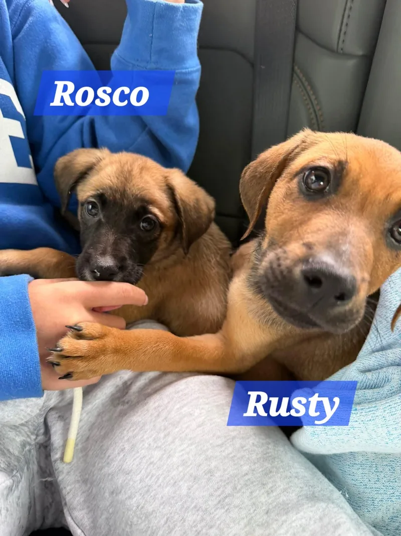 Roscoe thumbnail 3