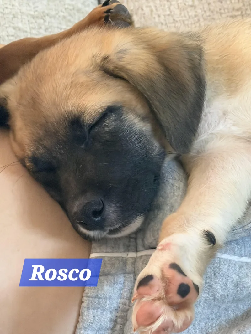 Roscoe thumbnail 5