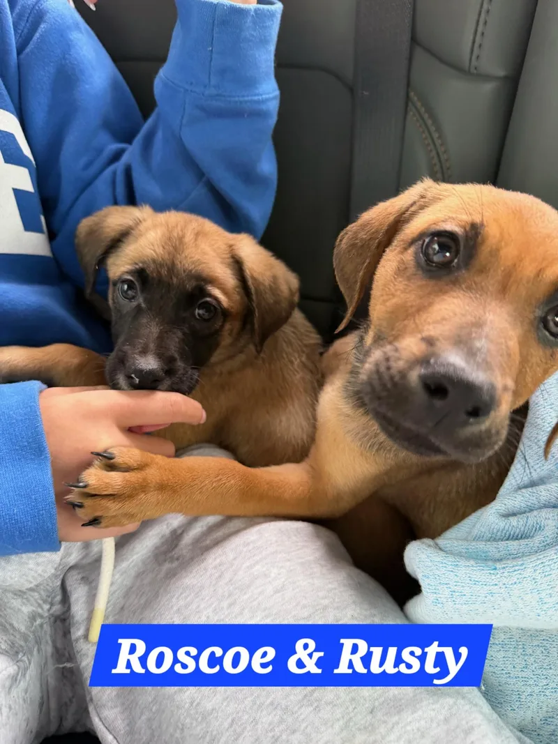 Roscoe thumbnail 6