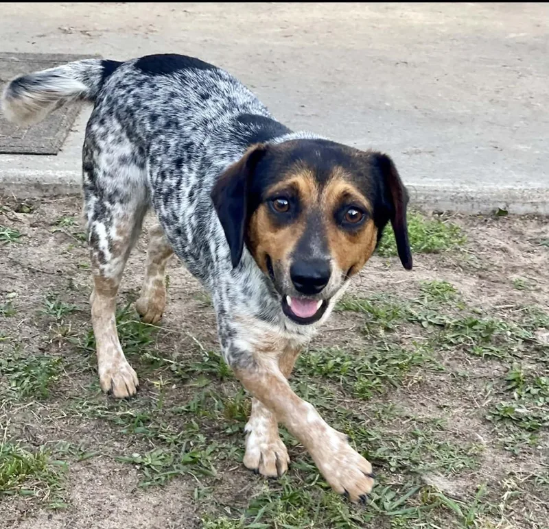 Roxxy Sweet  Gentle