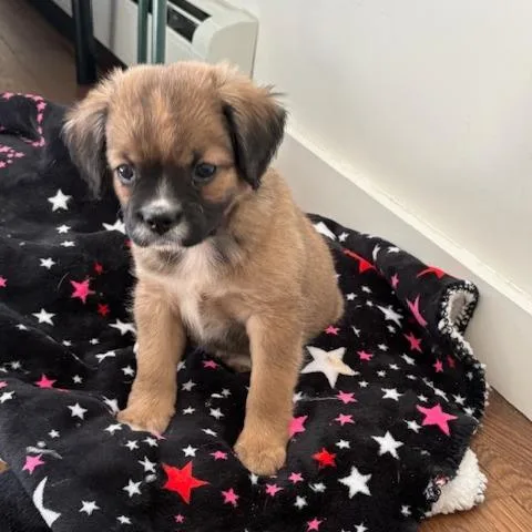 A baby small-sized female Brown / Chocolate Mixed Breed dog named Blossom for adoption in Staten Island, NY