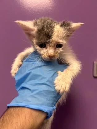 A baby small-sized female White Domestic Short Hair cat named 61553422 for adoption in El Paso, TX