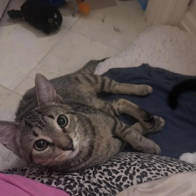 A baby large-sized male Seal Point Tabby cat named Charlie Brown for adoption in Atlanta, GA