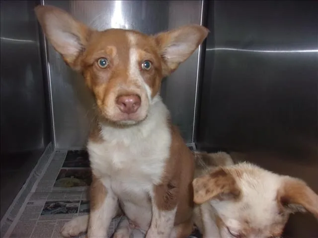 A baby small-sized male Australian Cattle Dog / Blue Heeler dog named Deduex for adoption in Van Nuys, CA