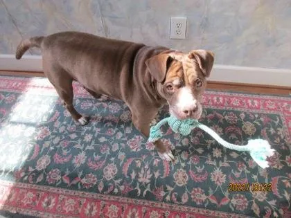 Caterpillar thumbnail 2