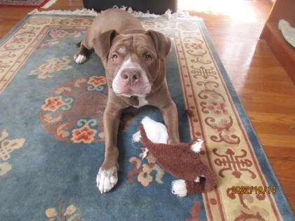 Caterpillar thumbnail 3