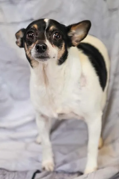 An adult small-sized female Terrier dog named Sketch for adoption in Dothan, AL