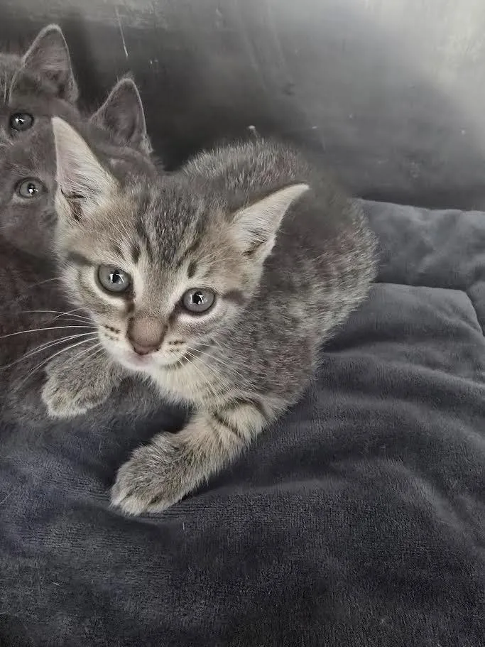 A baby large-sized female Domestic Short Hair cat named Jo for adoption in Glenfield, NY