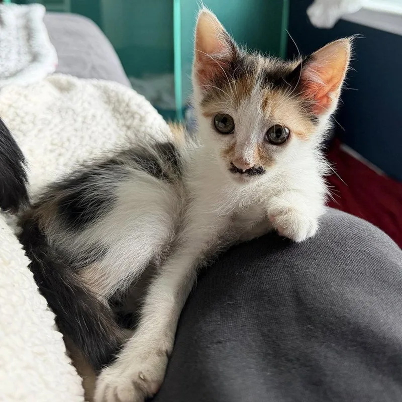 A baby medium-sized female Domestic Short Hair cat named Charlie for adoption in Candler, NC