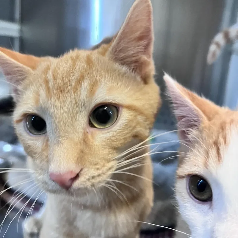 A baby small-sized male Orange / Red Domestic Short Hair cat named R Karnak Roswell for adoption in Denver, CO