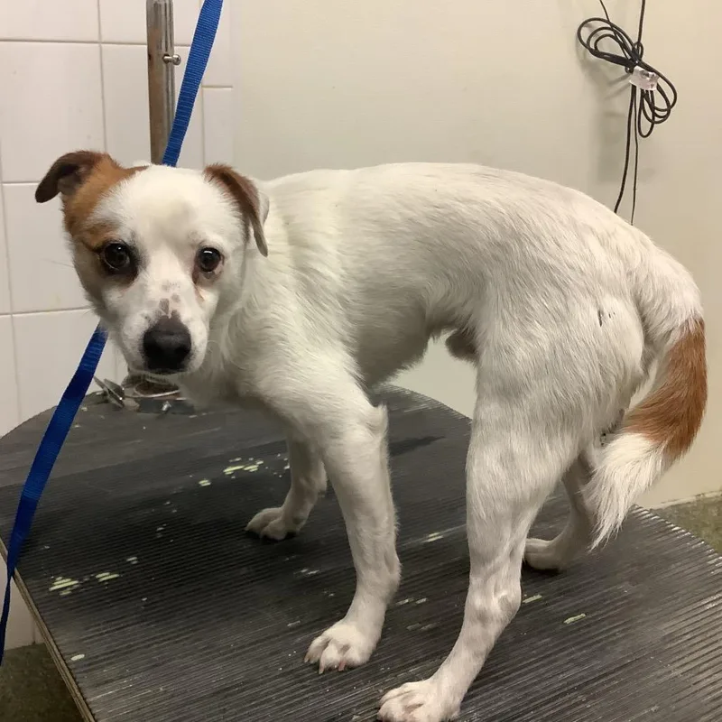 Jackson  Chino Hills