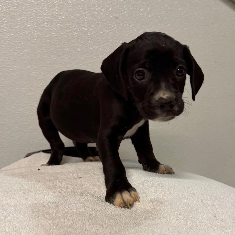 A baby medium-sized male Black Cavalier King Charles Spaniel dog named Billy for adoption in West Chester, PA