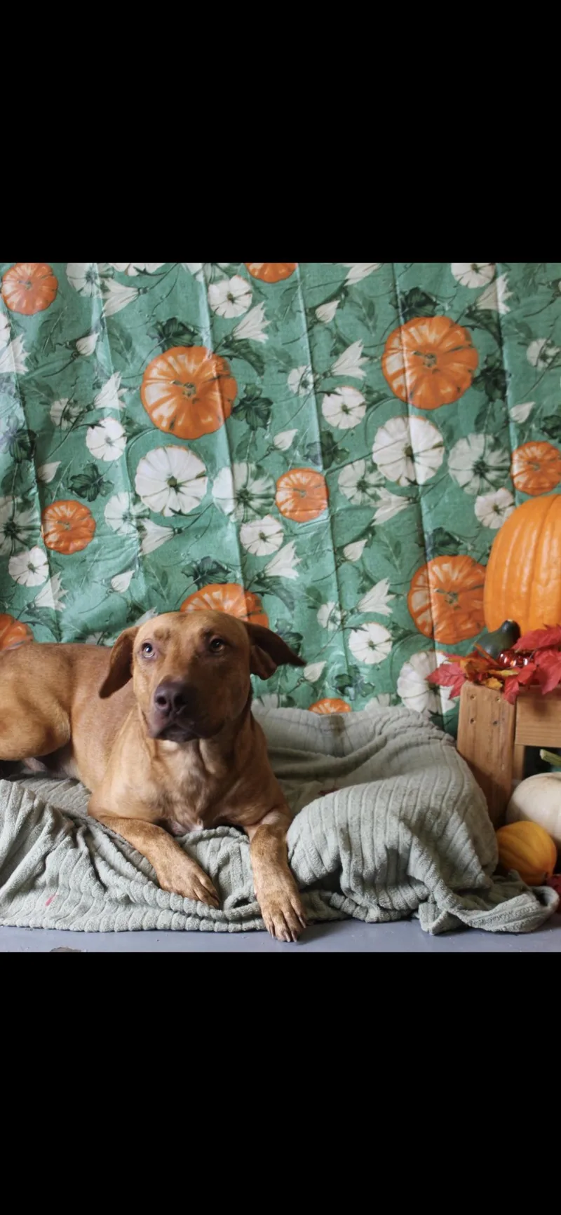 An adult medium-sized male Basset Hound dog named Goggins for adoption in Berea, KY