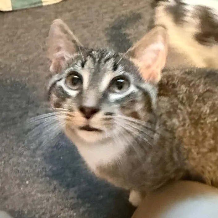 A young small-sized male Tabby (Brown / Chocolate) Domestic Short Hair cat named Major for adoption in Gresham, WI