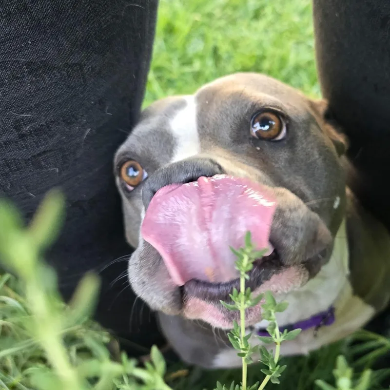 An adult medium-sized female Gray / Blue / Silver Pit Bull Terrier dog named Peppa for adoption in Union Gap, WA