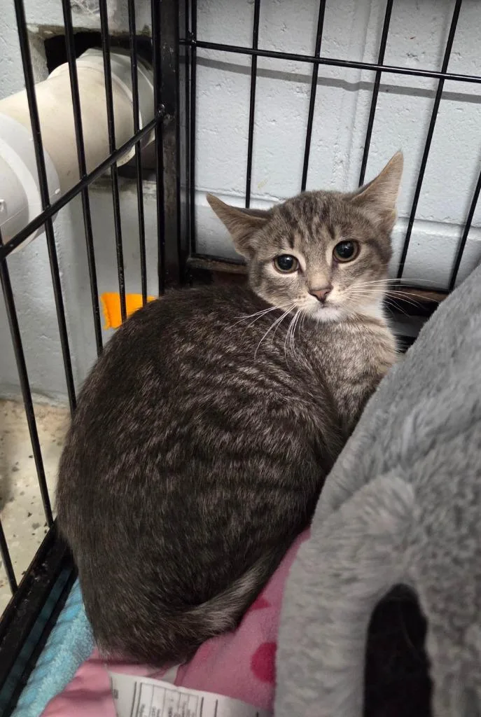 A baby small-sized female Domestic Short Hair cat named Trix for adoption in Muskegon, MI