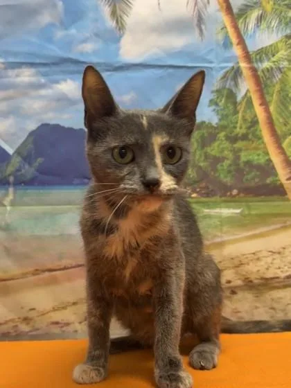 An adult medium-sized female Domestic Short Hair cat named Maple Syrup for adoption in San Antonio, TX