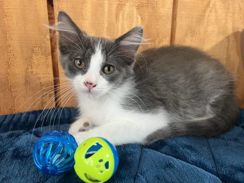 A baby medium-sized male Domestic Short Hair cat named Plum for adoption in Sullivan, MO