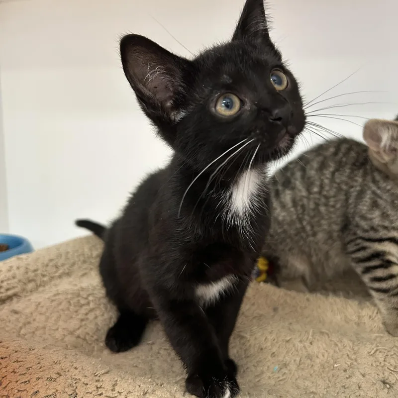 A baby medium-sized female Black Domestic Short Hair cat named Bagels  of for adoption in La Grange Park, IL