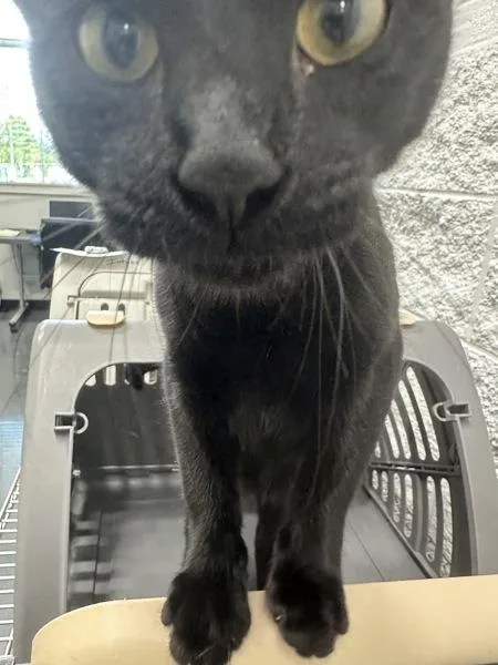 A young medium-sized female Domestic Short Hair cat named If Opalite for adoption in Lawrenceville, GA