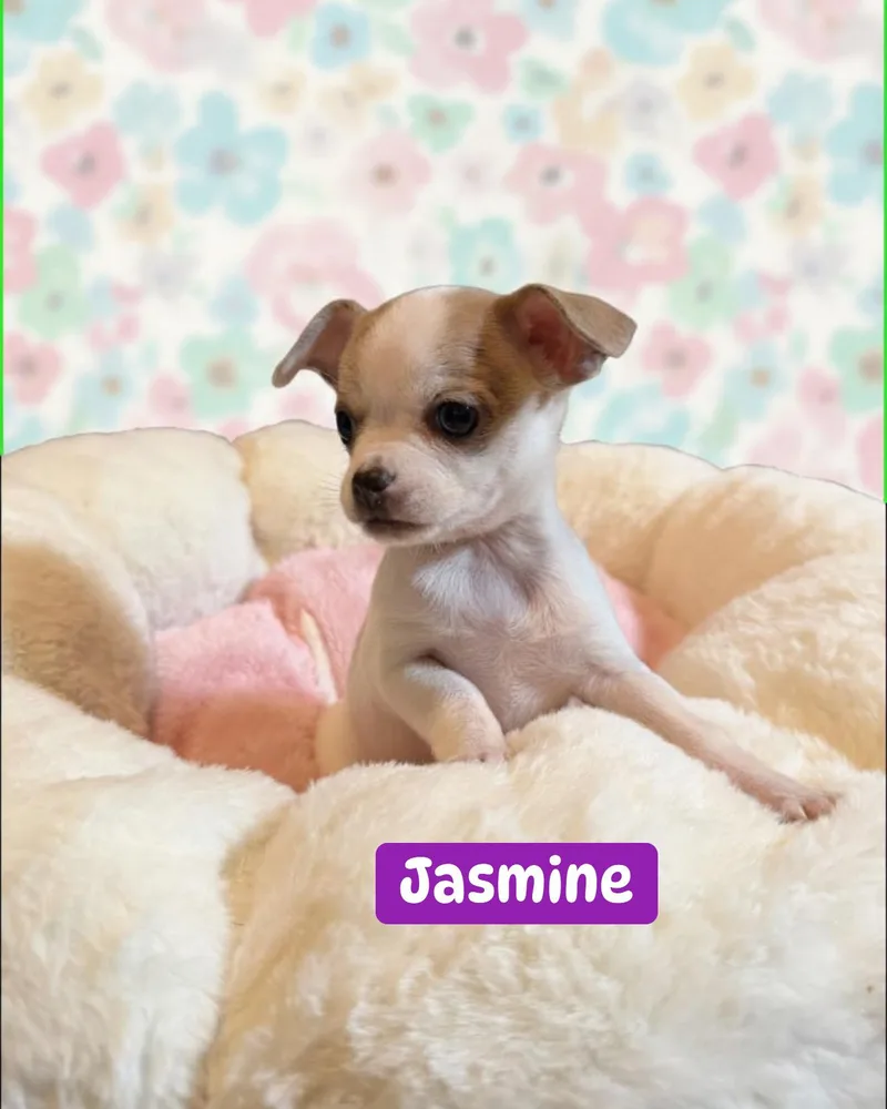 Jasmine thumbnail 2