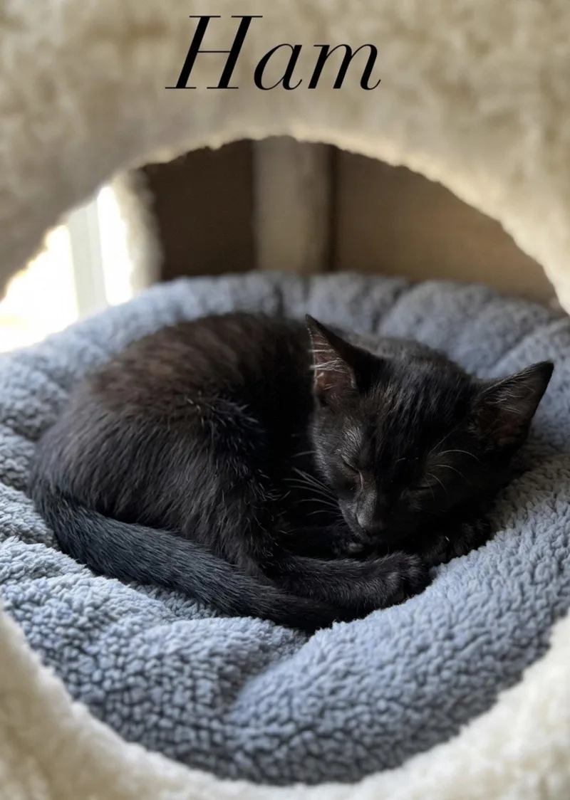 A baby medium-sized male Domestic Short Hair cat named Ham for adoption in Spring Lake, NJ