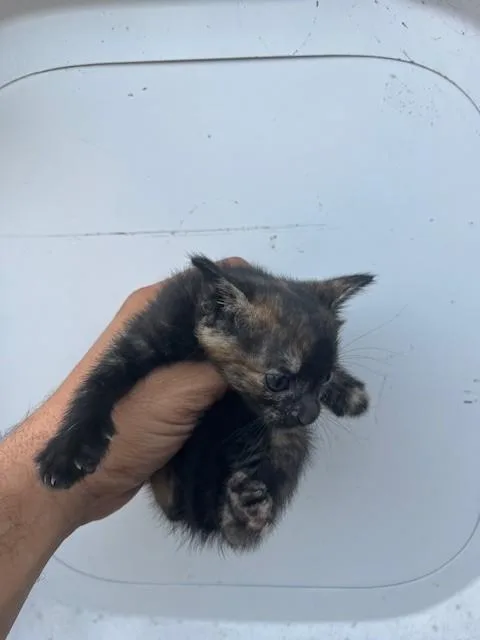 A baby small-sized female Domestic Short Hair cat named Meg for adoption in Miami, FL