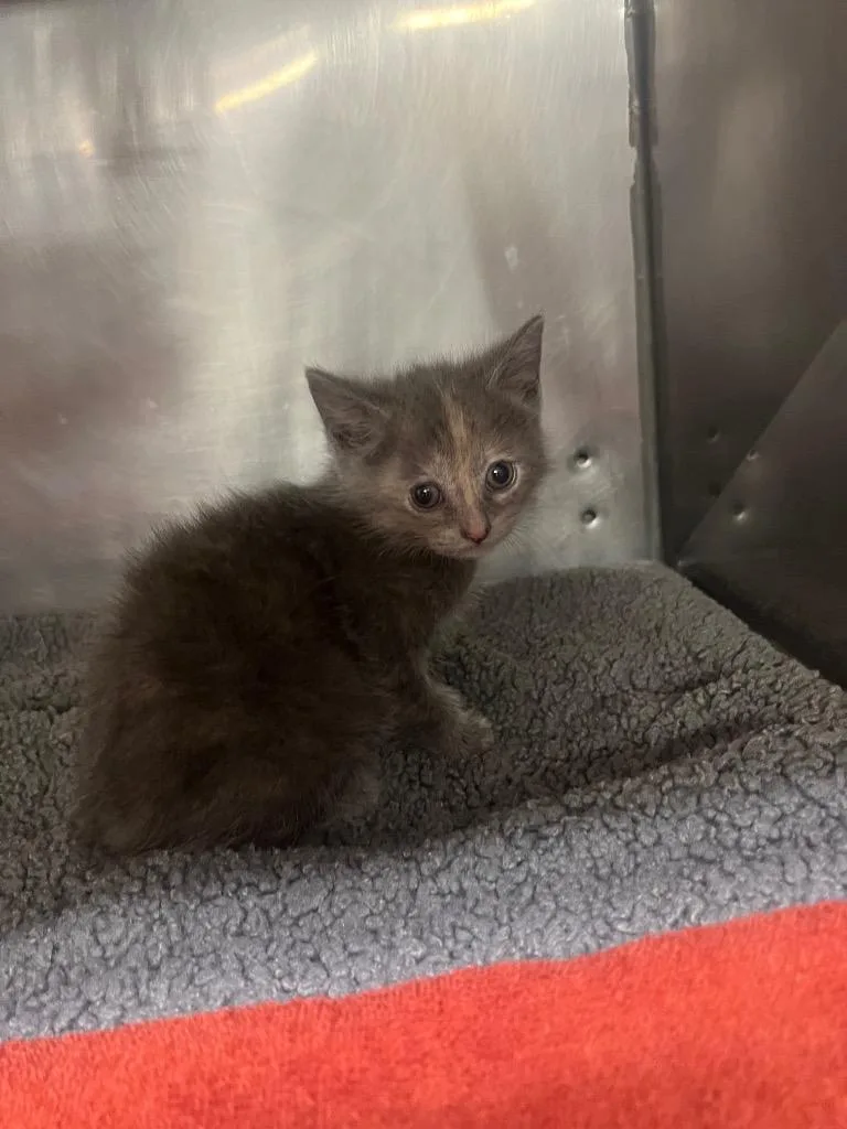 A baby medium-sized female Domestic Short Hair cat named Poppy for adoption in Murray, KY