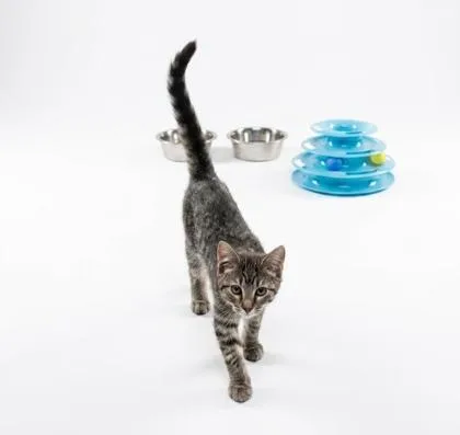 A baby small-sized female Domestic Short Hair cat named Priscilla for adoption in Cumming, GA